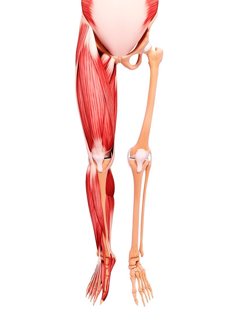 Human leg musculature,artwork