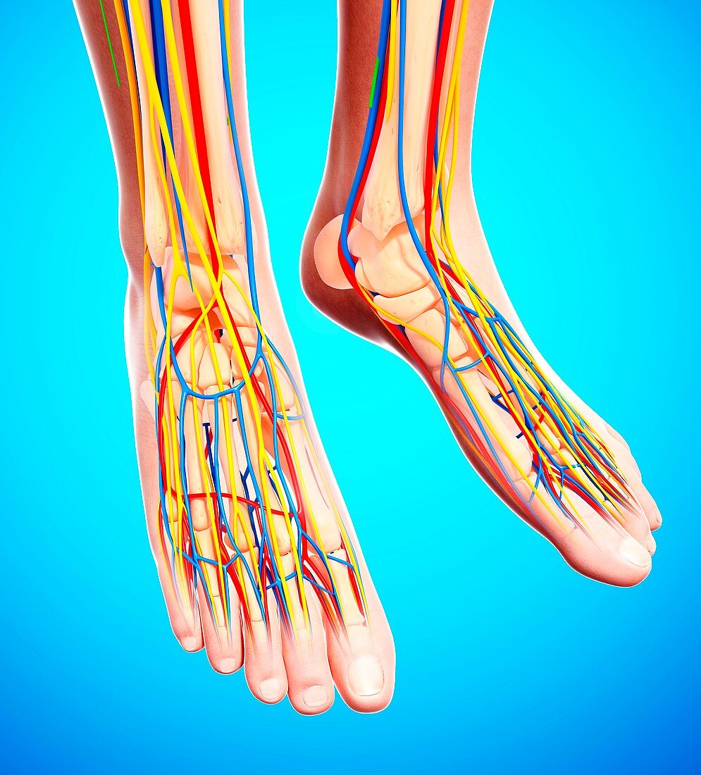 Human foot anatomy,artwork