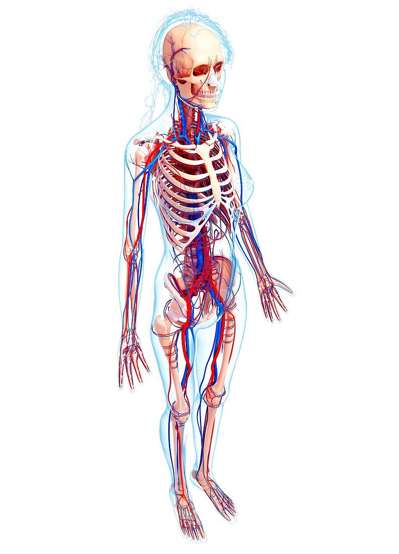 Female cardiovascular system,artwork