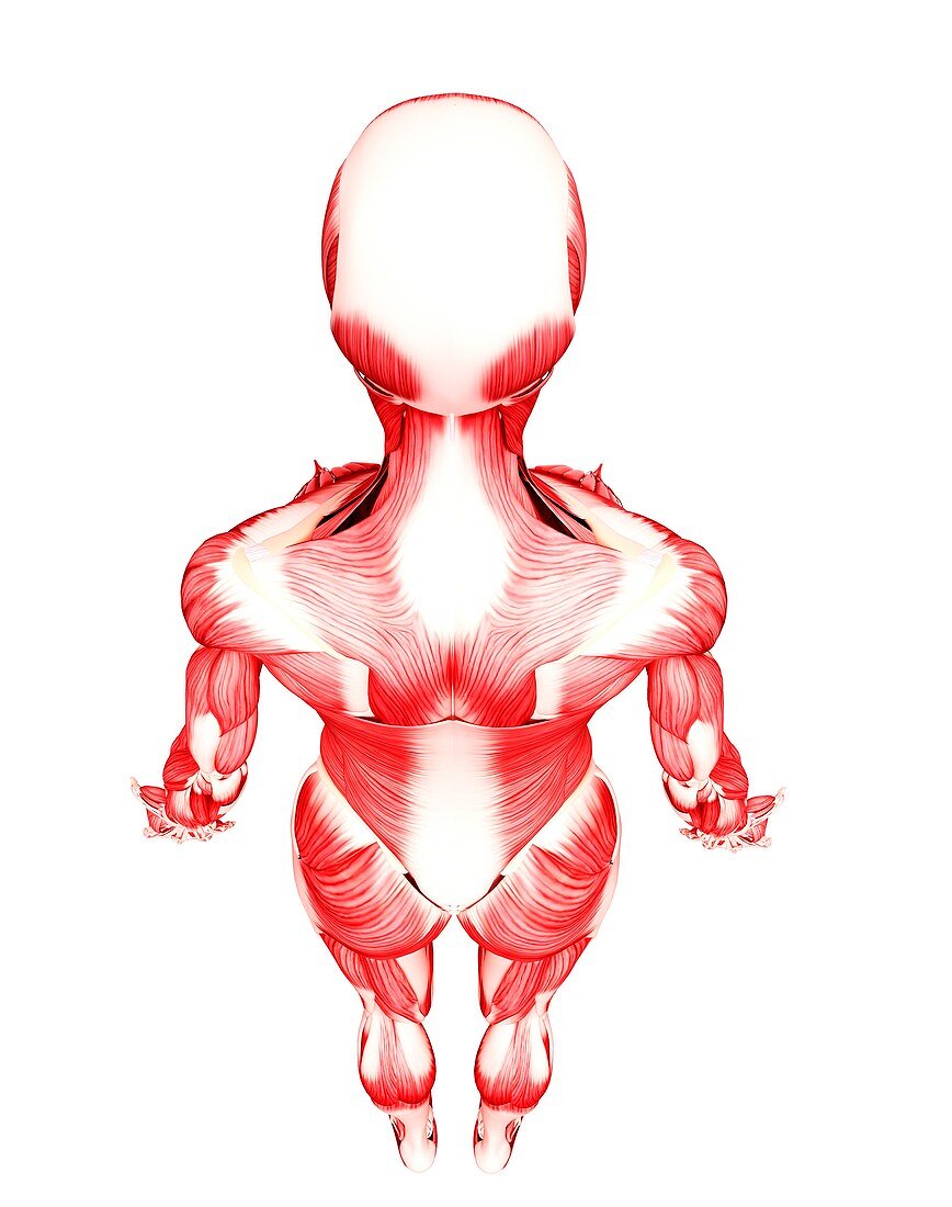 Female musculature,artwork