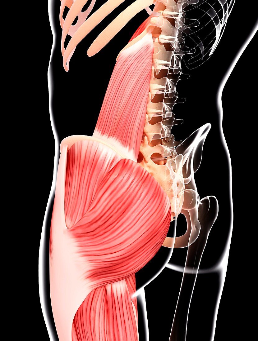 Human musculature,artwork