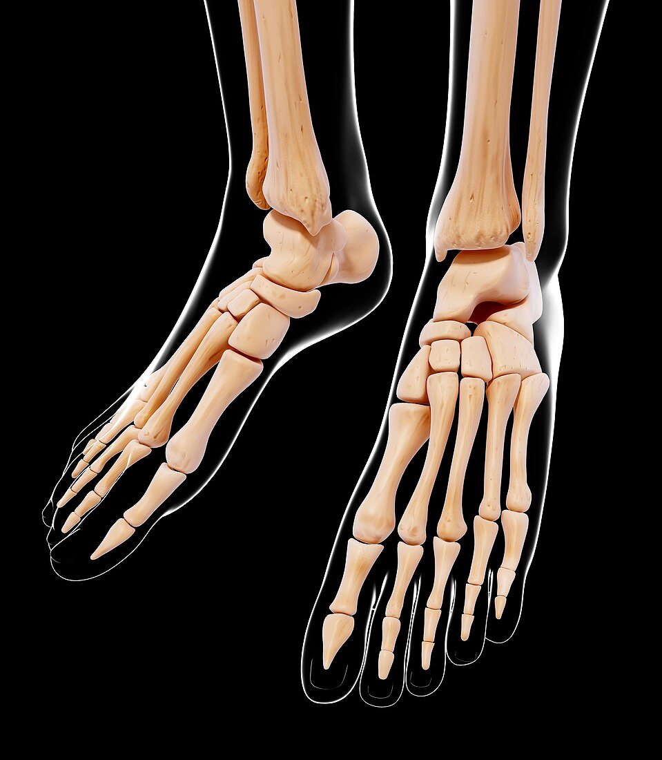 Human foot bones,artwork