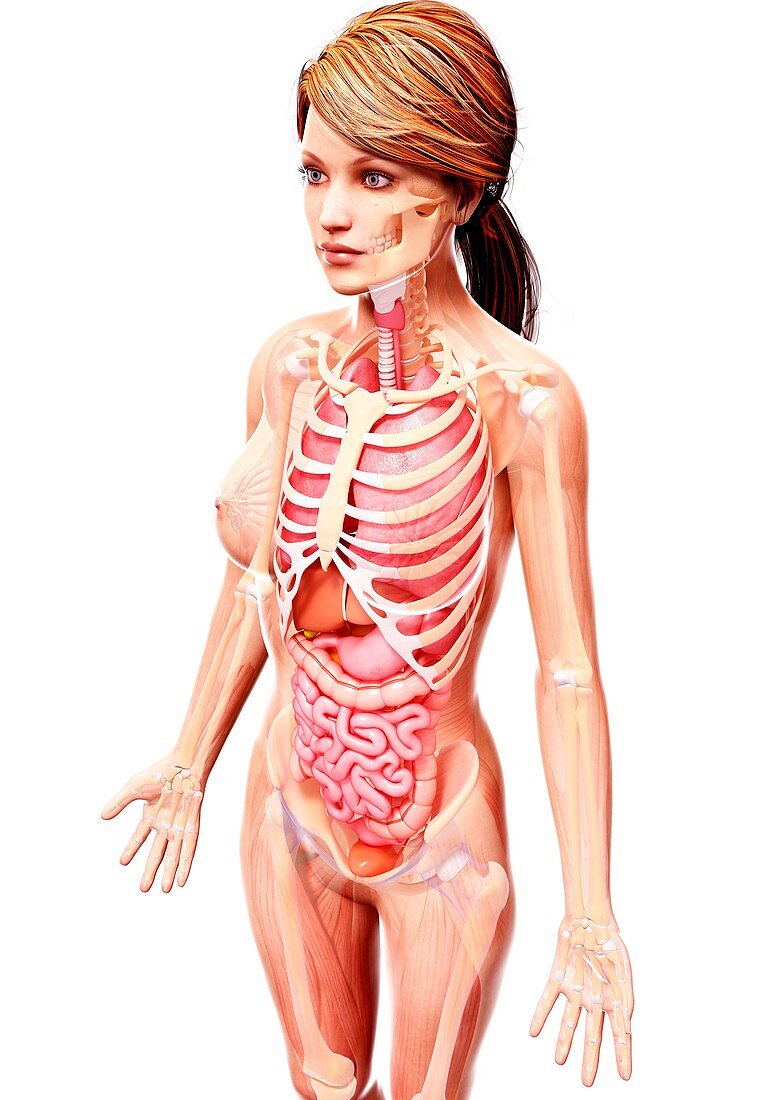 Female anatomy,artwork