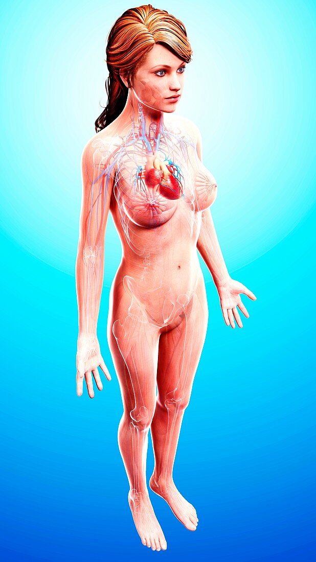 Female cardiovascular system,artwork