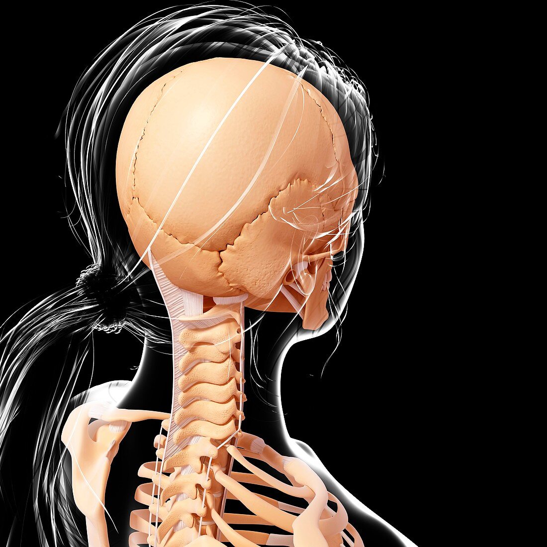 Female skeleton,artwork