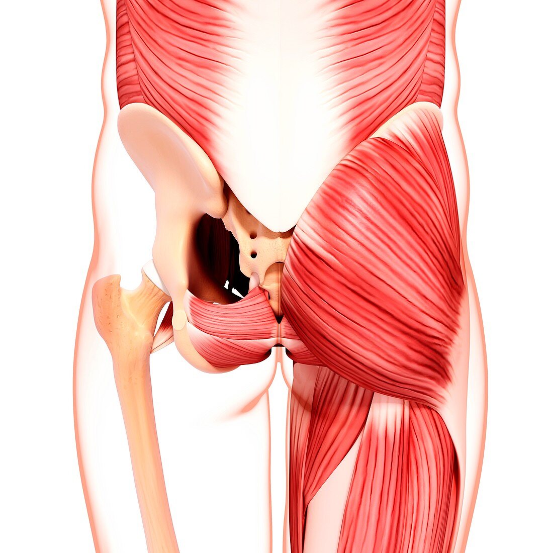 Human hip musculature,artwork