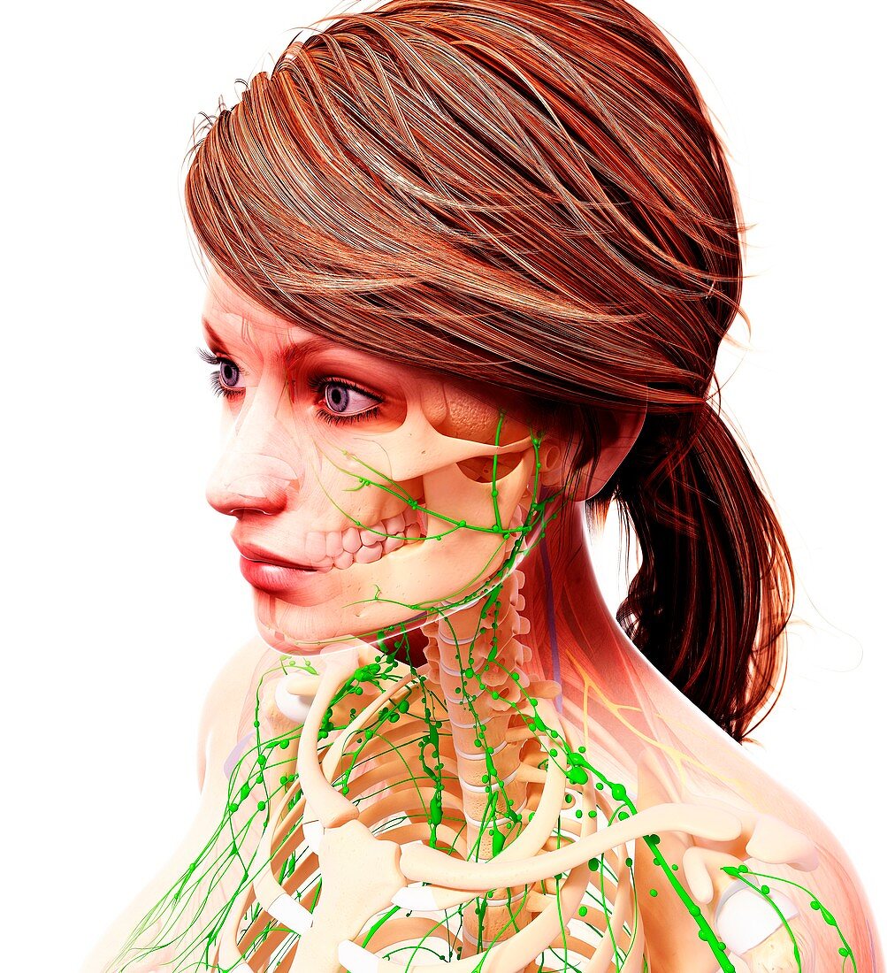 Female lymphatic system,artwork