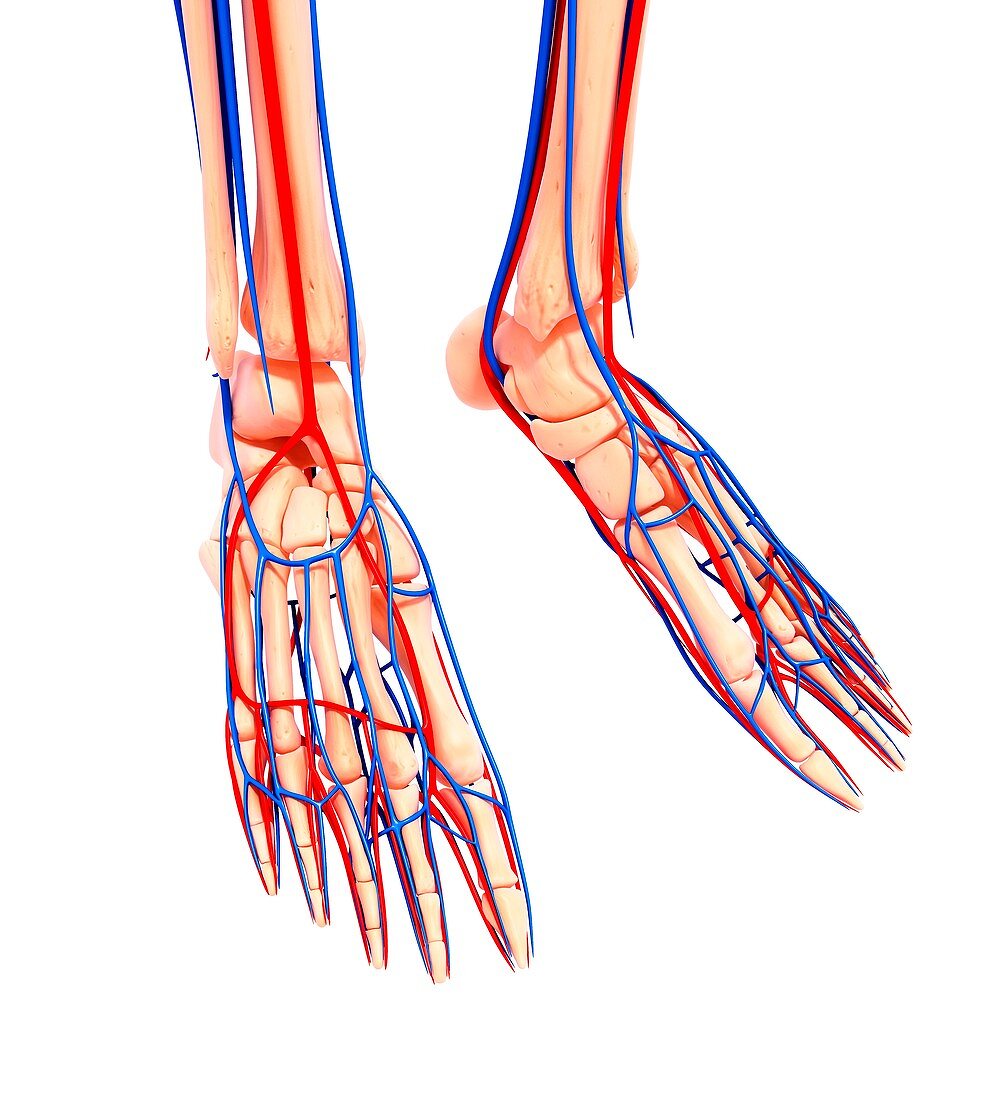 Human foot cardiovascular system,artwork