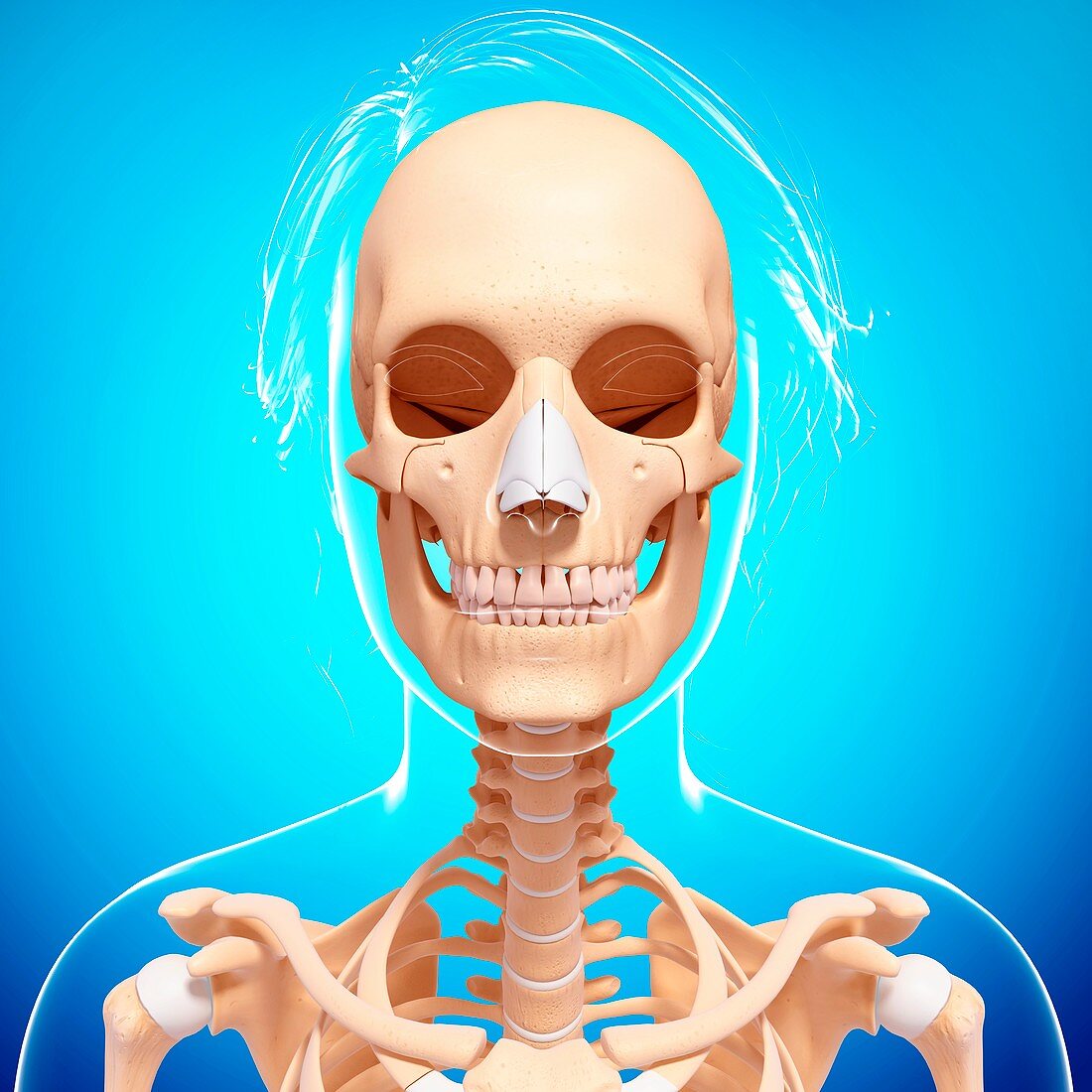 Female skeleton,artwork