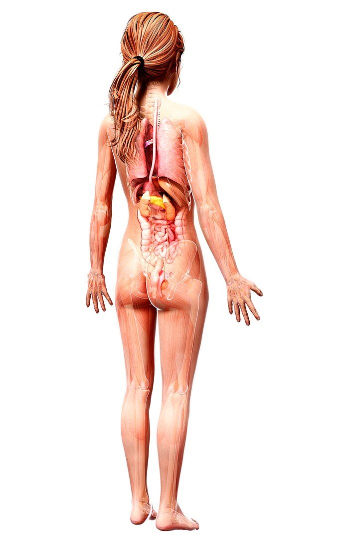 Female anatomy,artwork