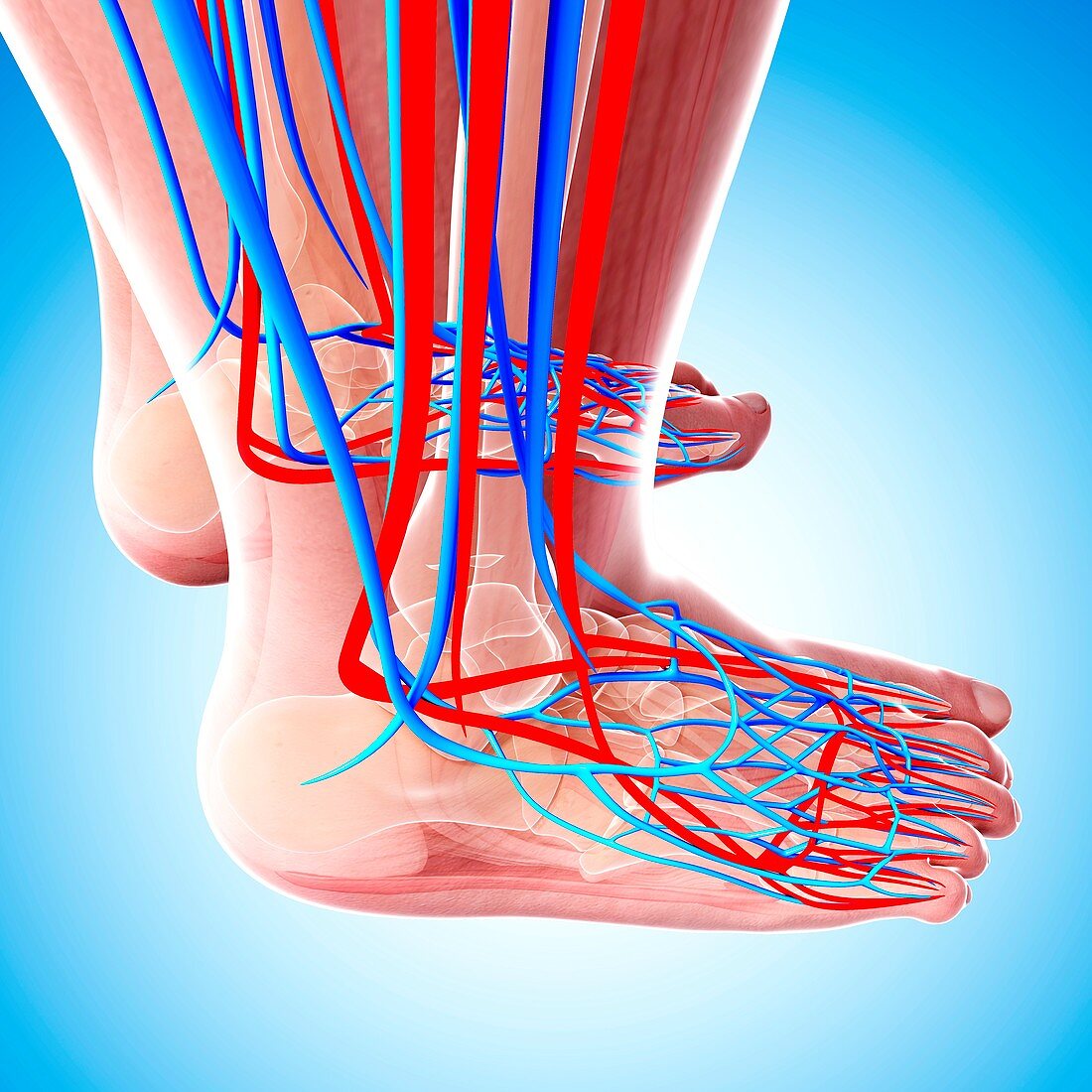 Human foot cardiovascular system,artwork