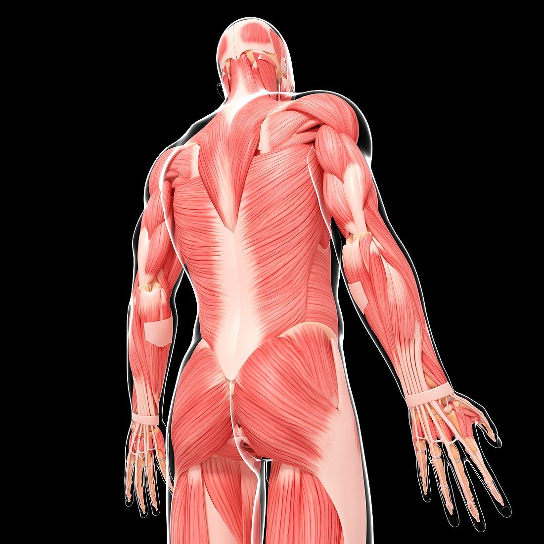 Human musculature,artwork