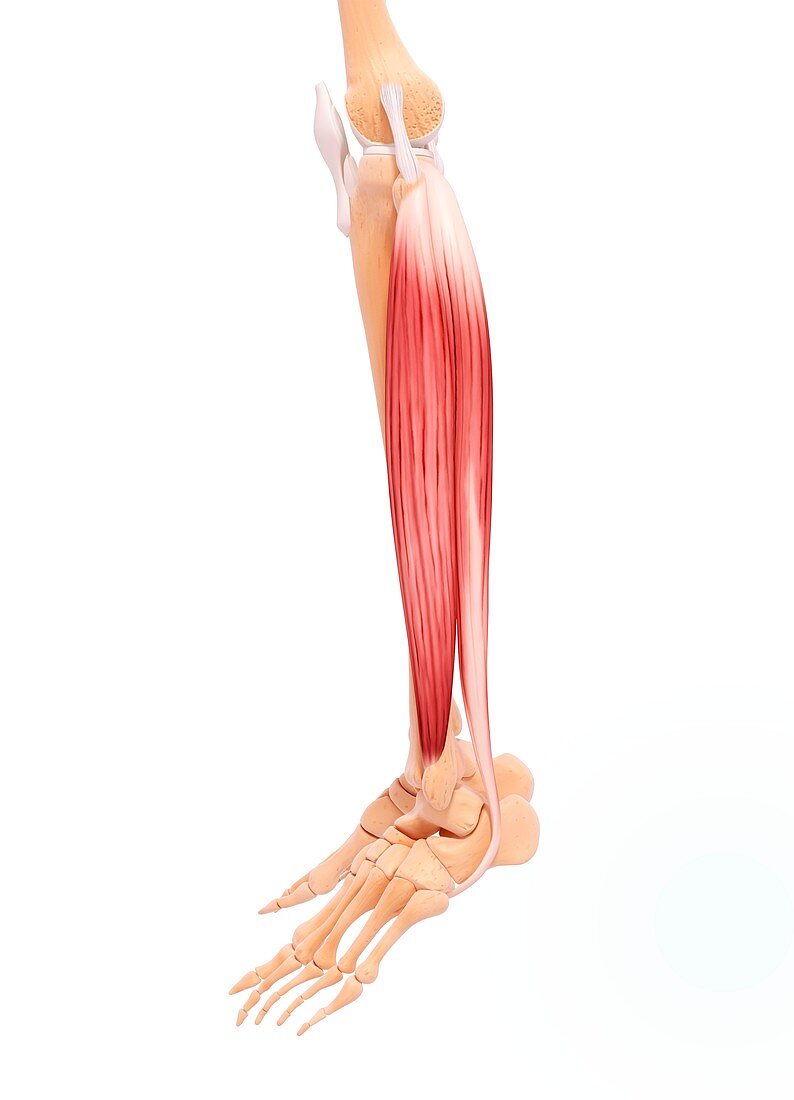 Human leg musculature,artwork