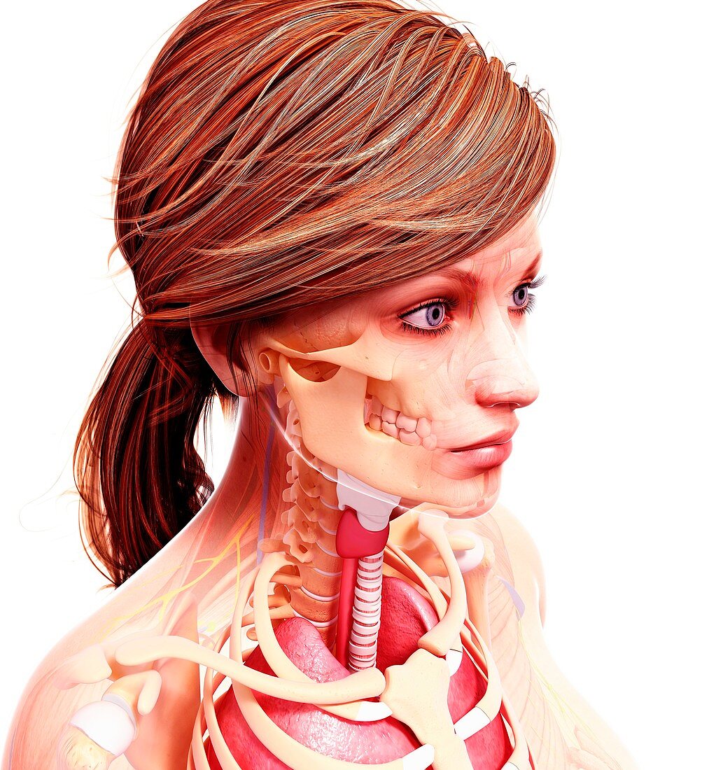 Female anatomy,artwork