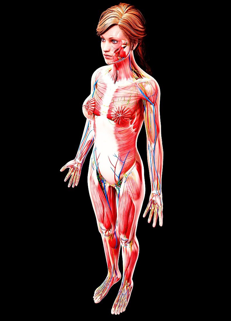 Female anatomy,artwork