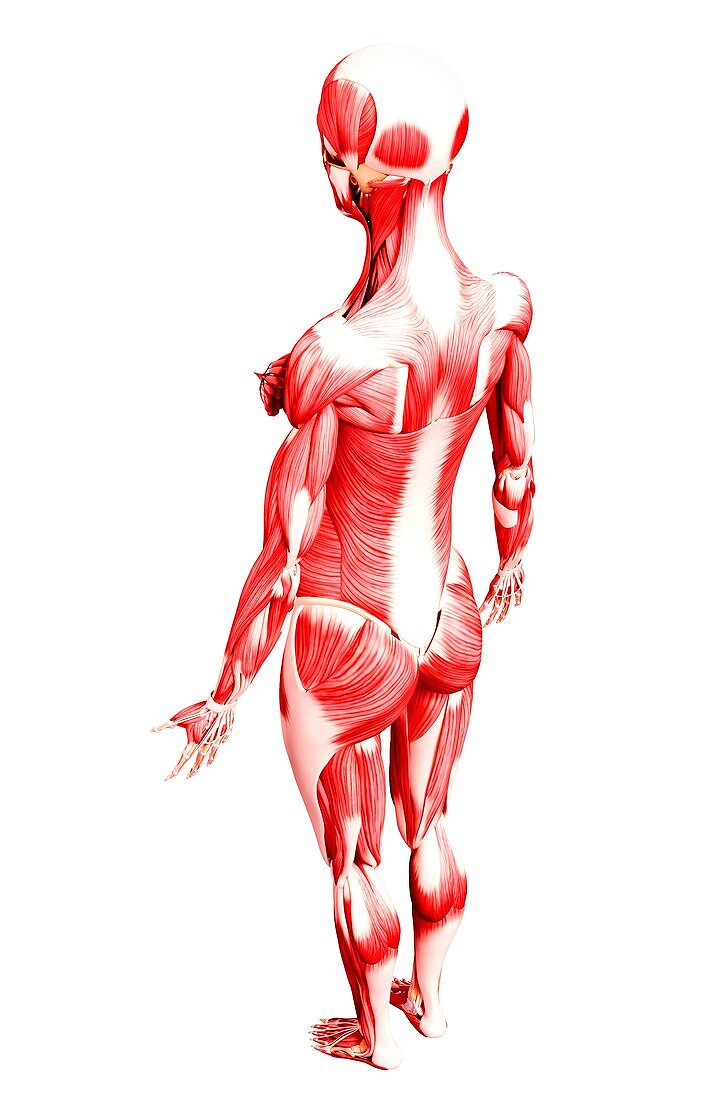 Female musculature,artwork