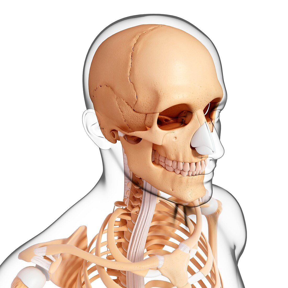 Human skeleton,artwork