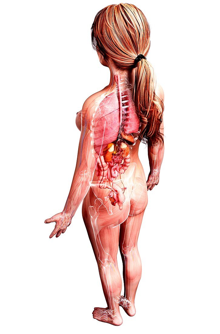 Female anatomy,artwork