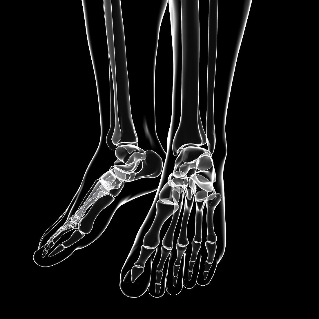 Human foot bones,artwork