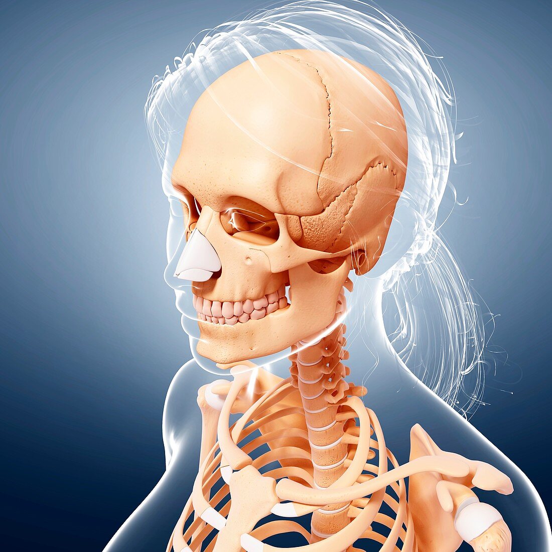 Female skeleton,artwork