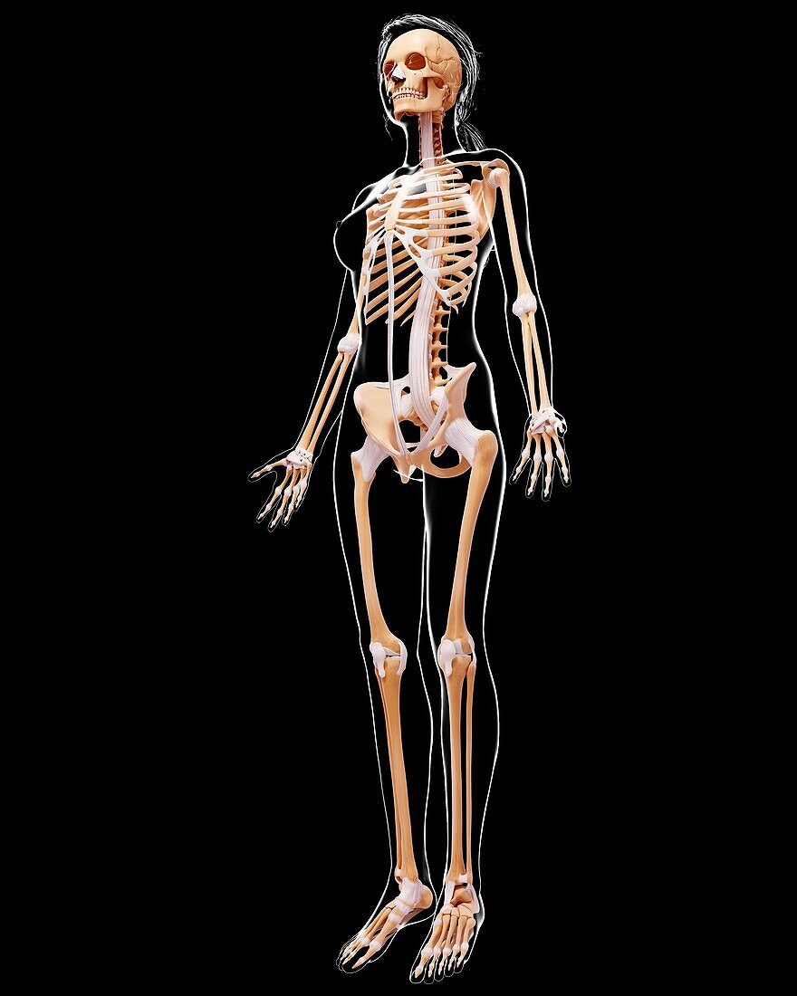 Female skeleton,artwork