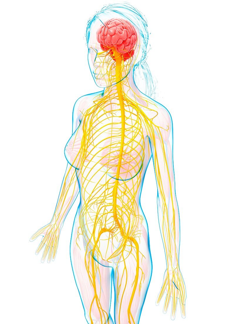 Female nervous system,artwork