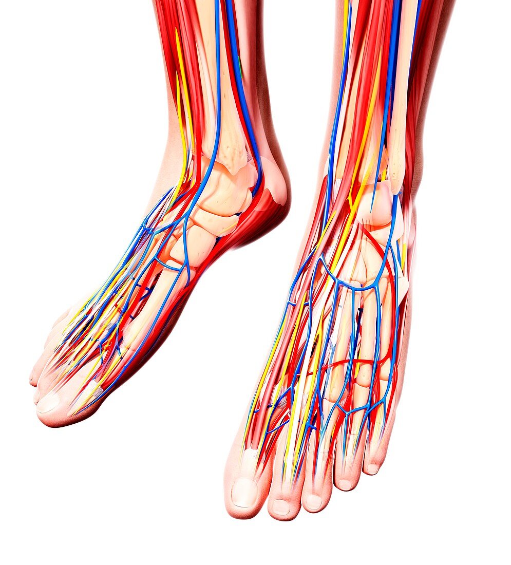 Human foot anatomy,artwork