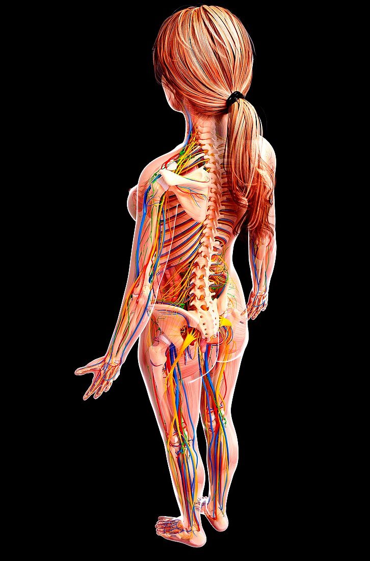 Female anatomy,artwork