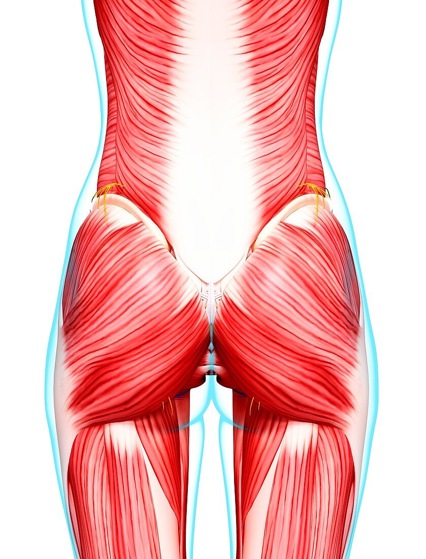 Female musculature,artwork