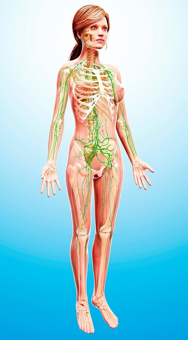 Female lymphatic system,artwork