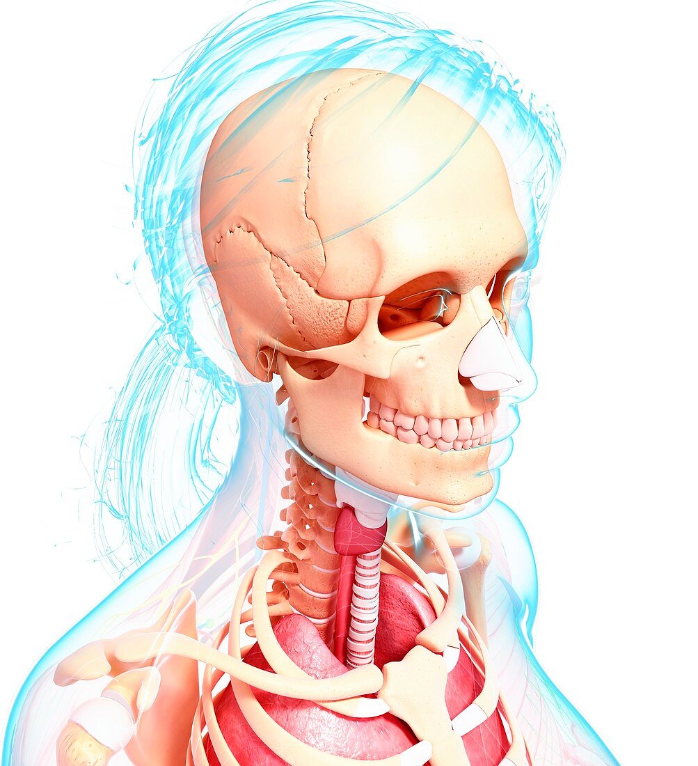 Female anatomy,artwork