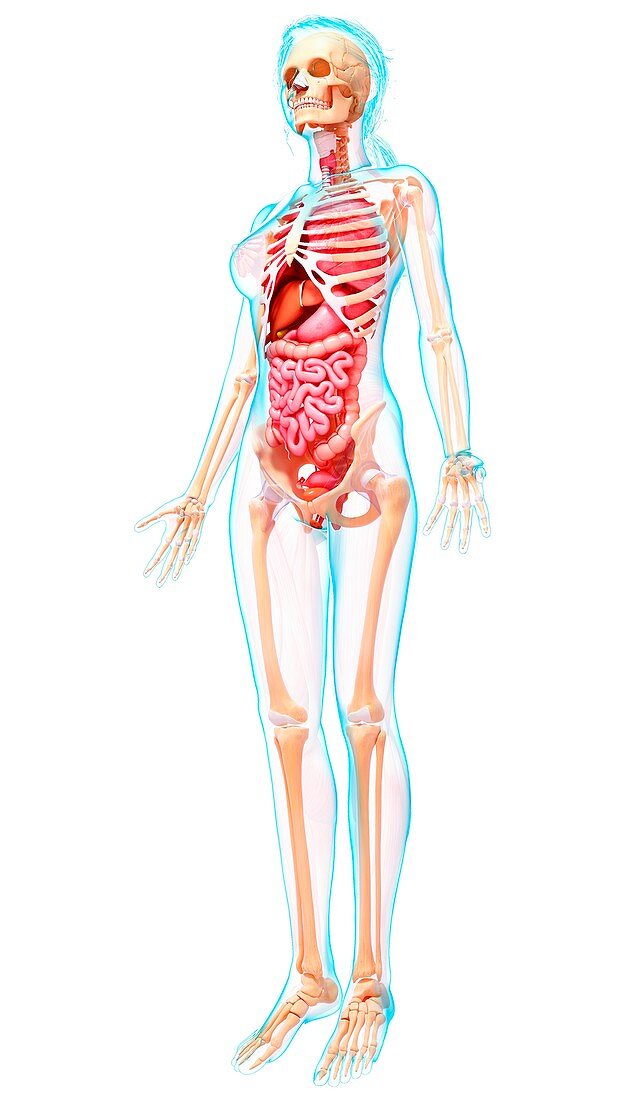 Female anatomy,artwork