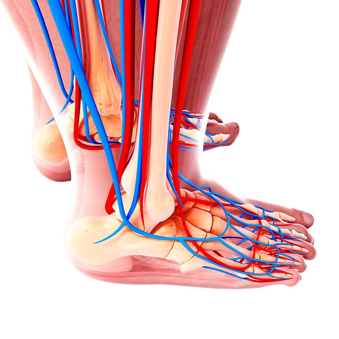 Human foot cardiovascular system,artwork