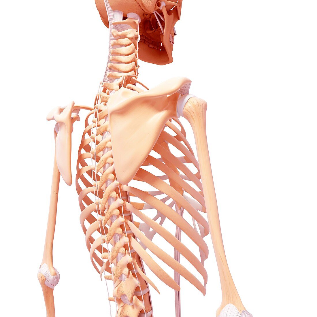 Human skeleton,artwork