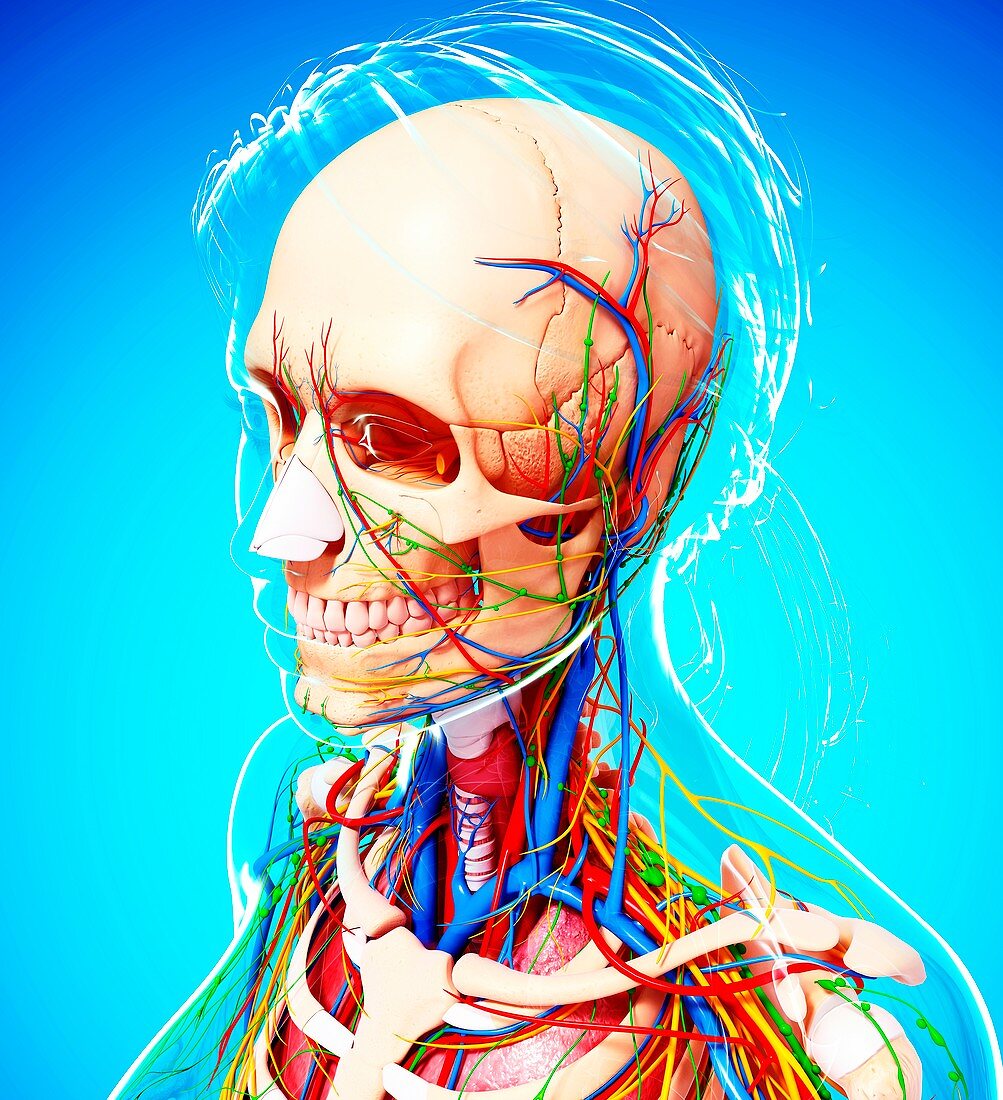 Female anatomy,artwork