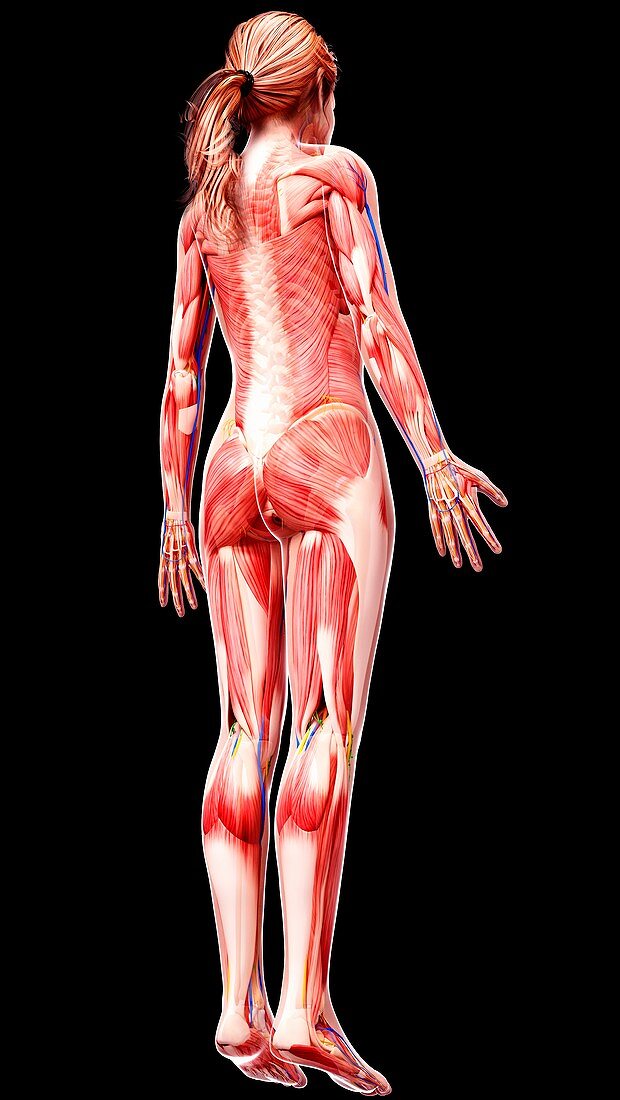 Female anatomy,artwork