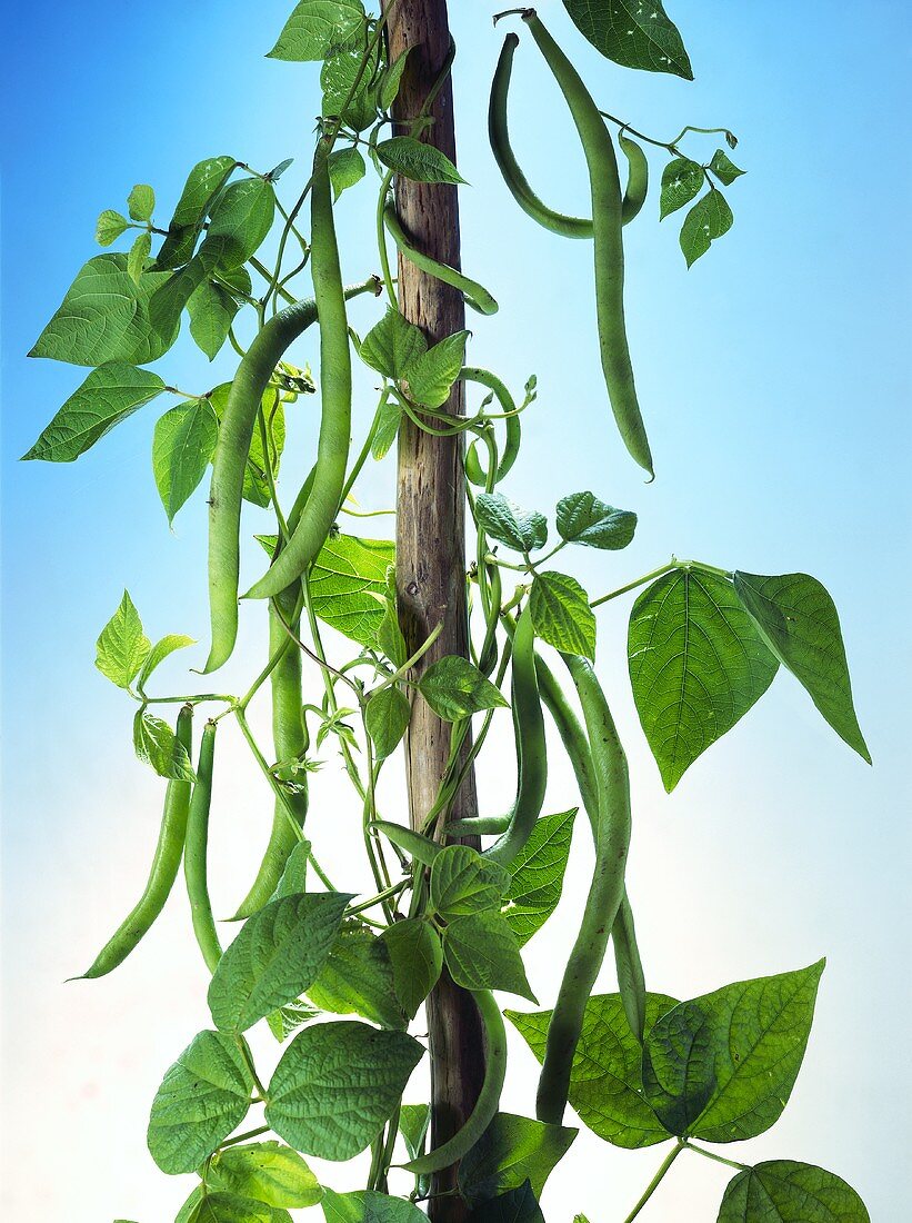 Green Beans on a Branch