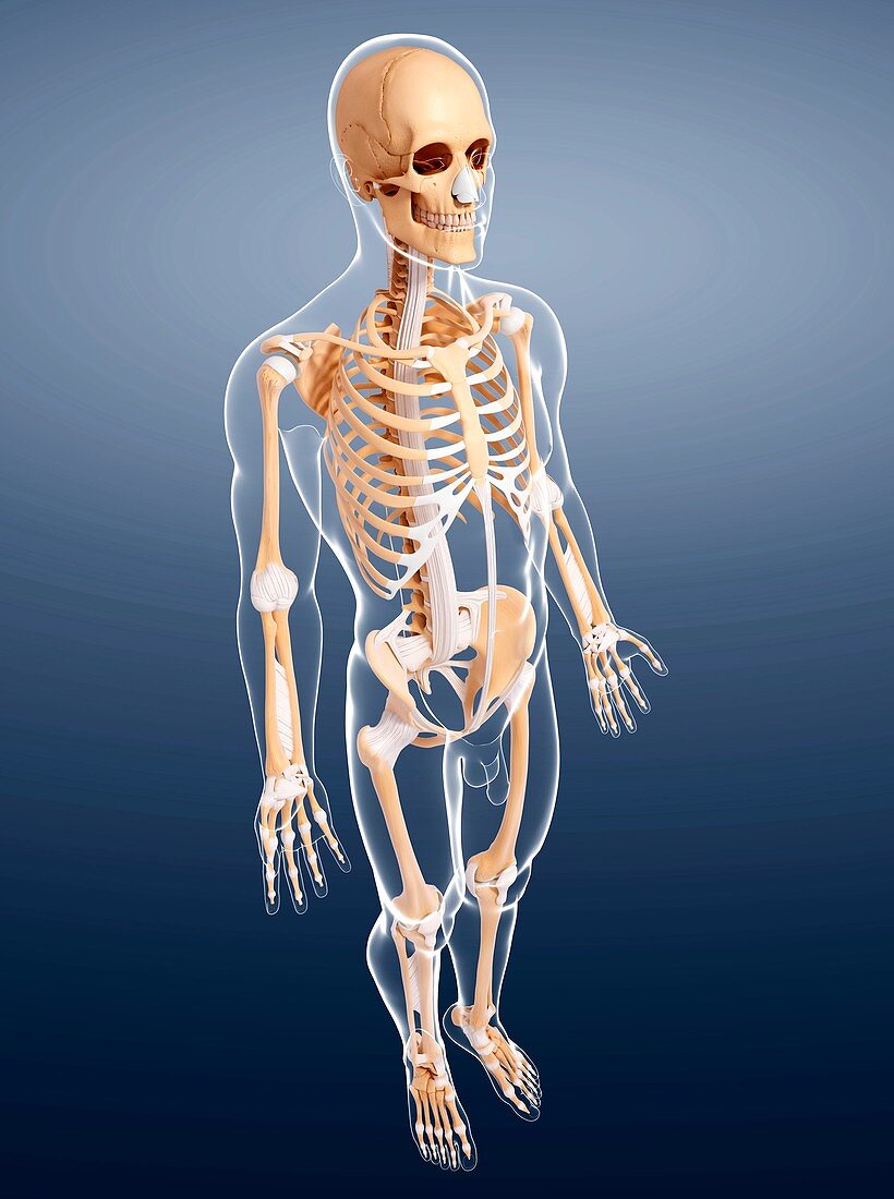 Male skeleton,artwork