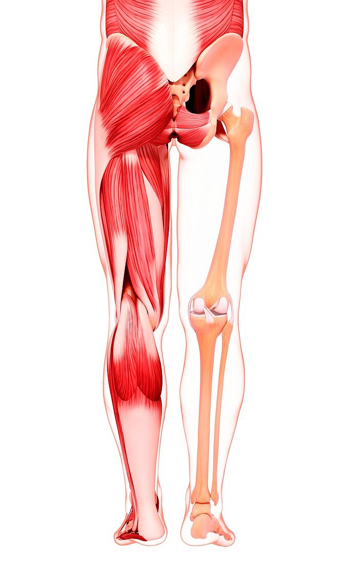 Human leg musculature,artwork