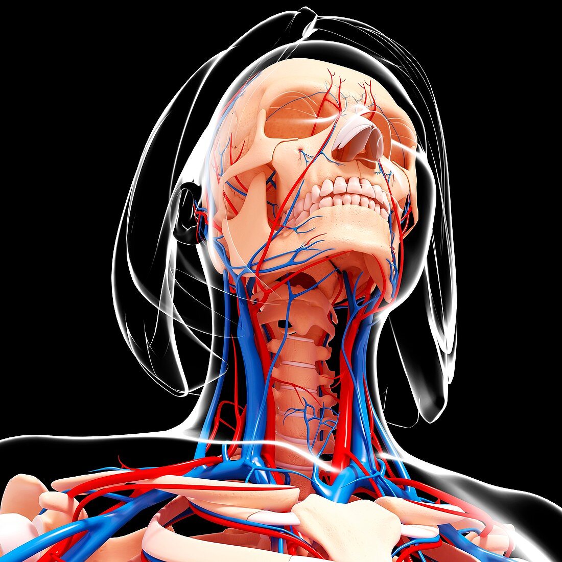 Female cardiovascular system,artwork