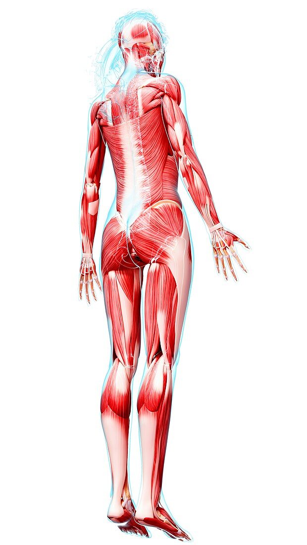 Female musculature,artwork