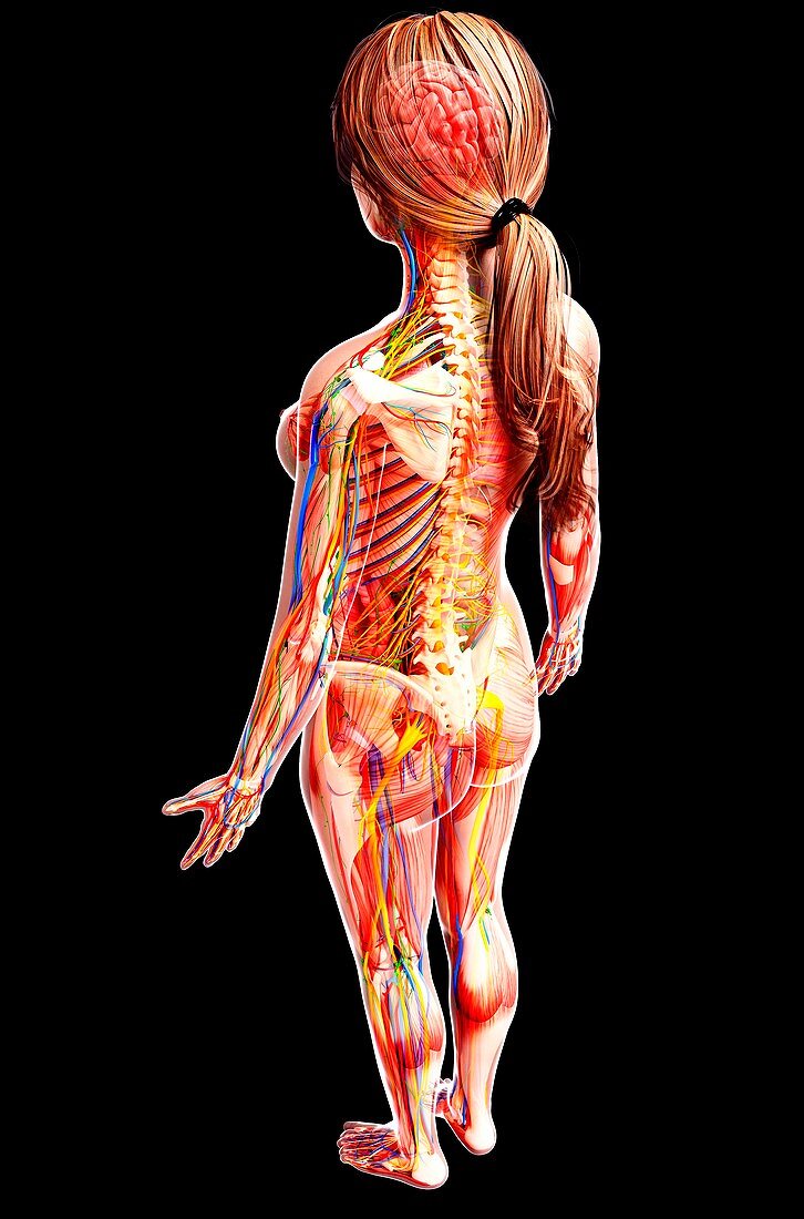 Female anatomy,artwork