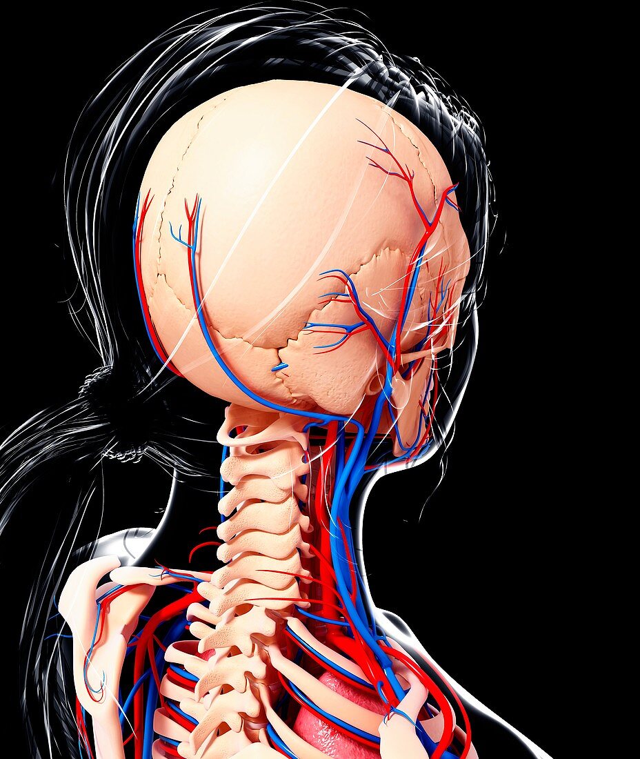 Female cardiovascular system,artwork