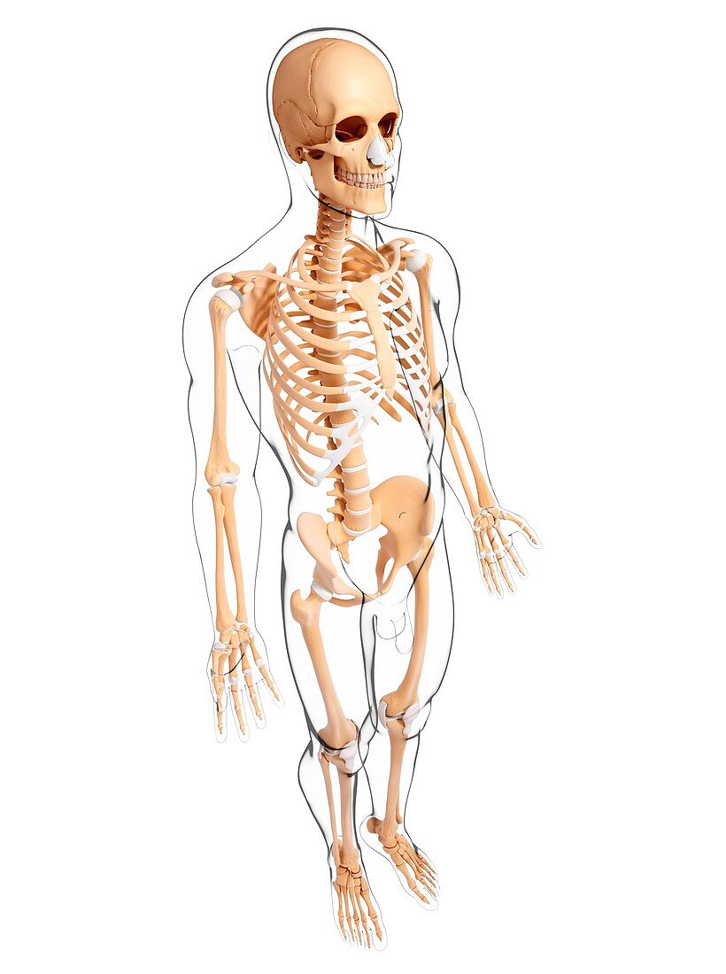 Male skeleton,artwork