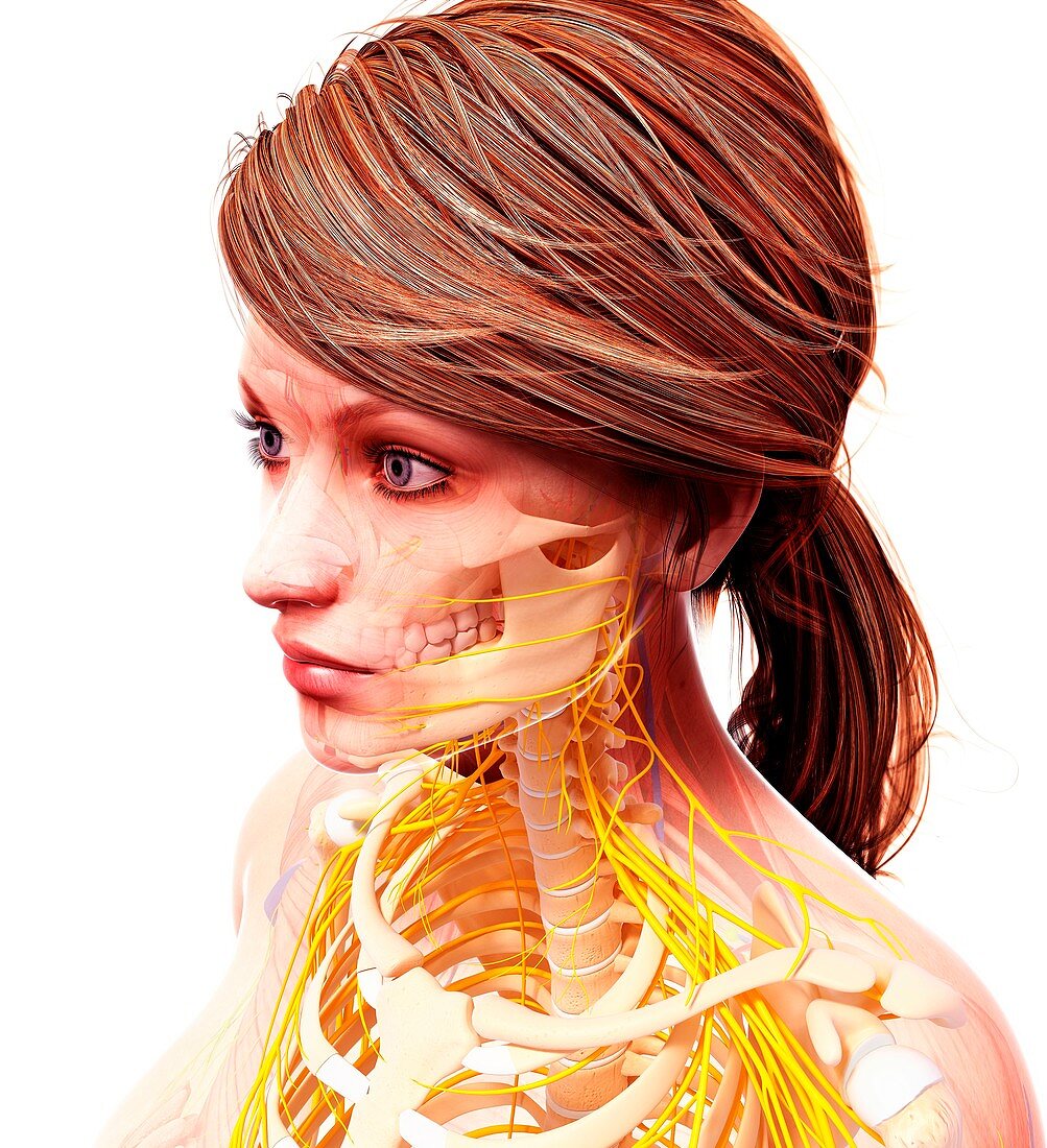 Female nervous system,artwork