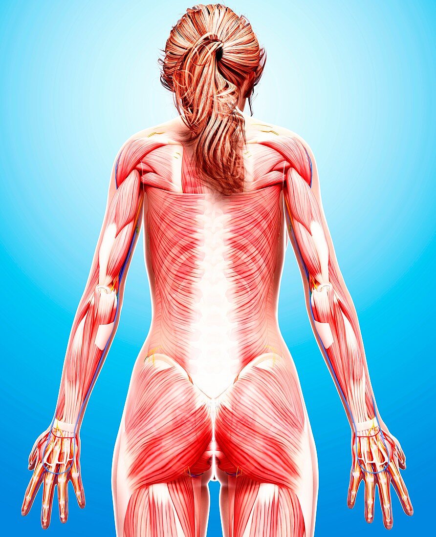 Female musculature,artwork