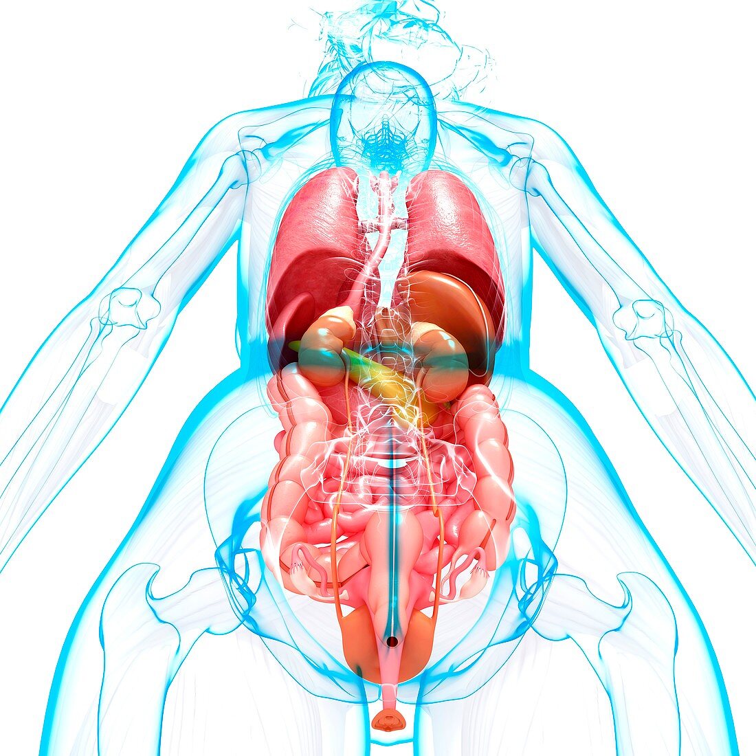 Female anatomy,artwork