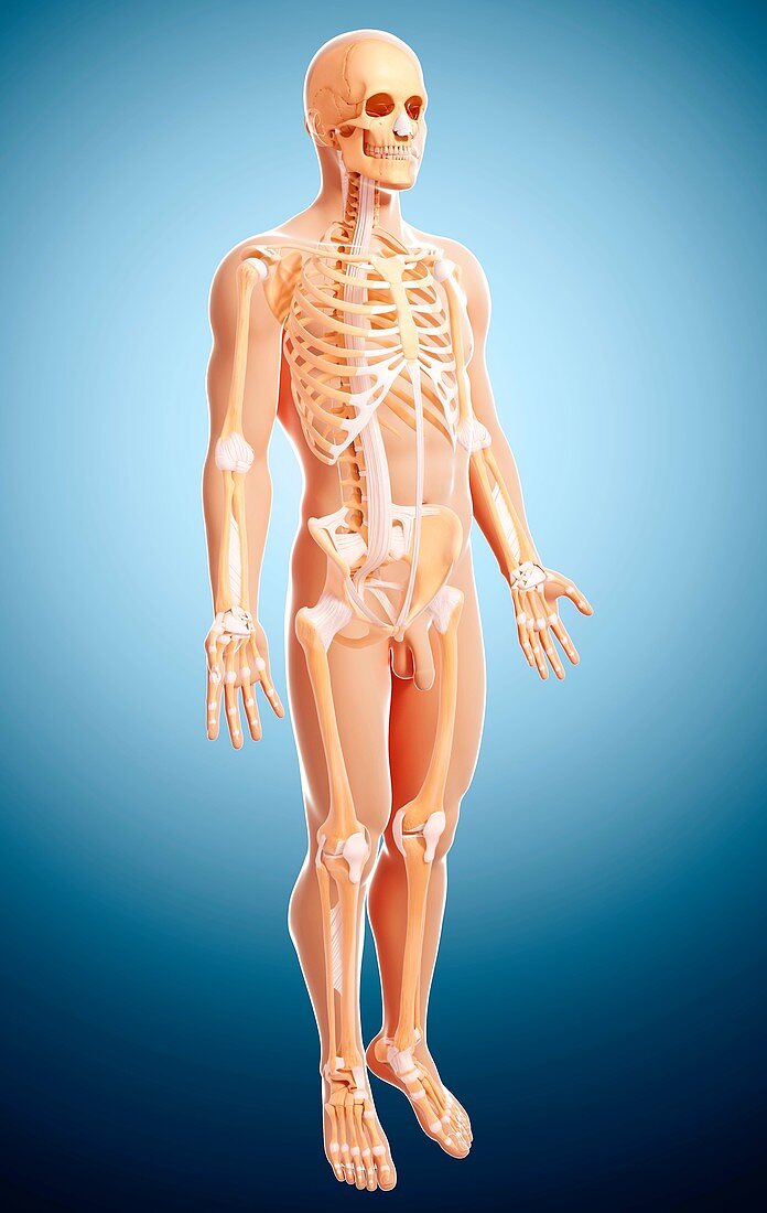 Male skeleton,artwork