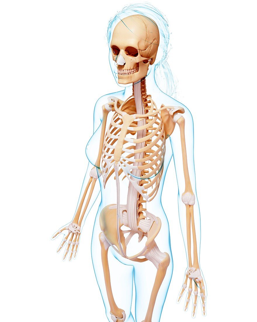 Female skeleton,artwork