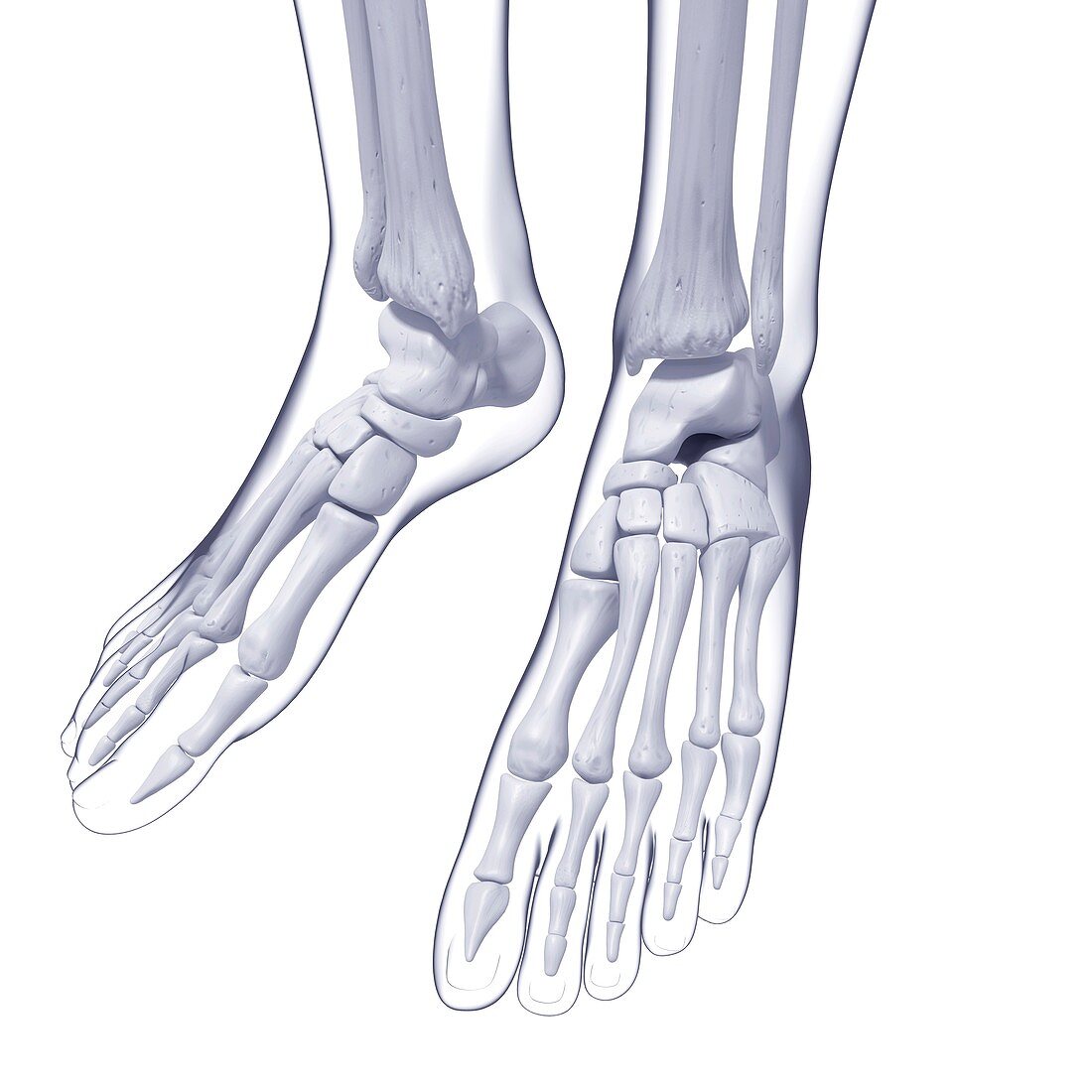 Human foot bones,artwork